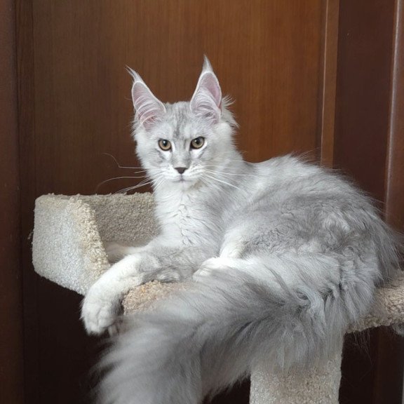Maine Coon EZ Jasper