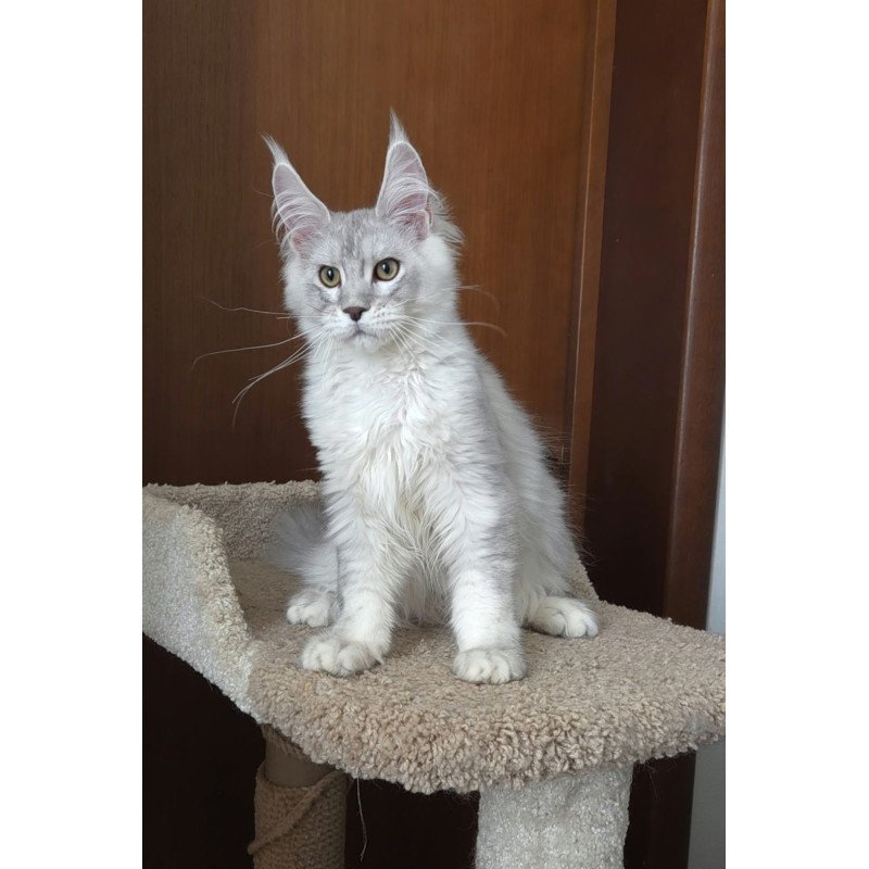 Maine Coon EZ Jasper