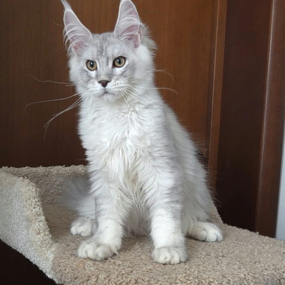 Maine Coon EZ Jasper