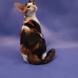 Oriental EZ Ulrica