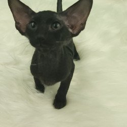 Peterbald EZ Bredgette