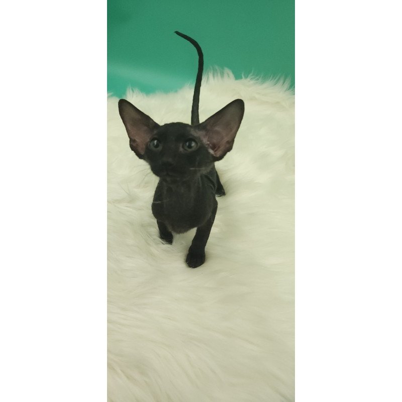 Peterbald EZ Bredgette