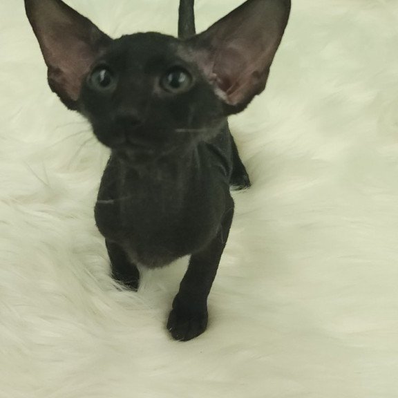 Peterbald EZ Bredgette
