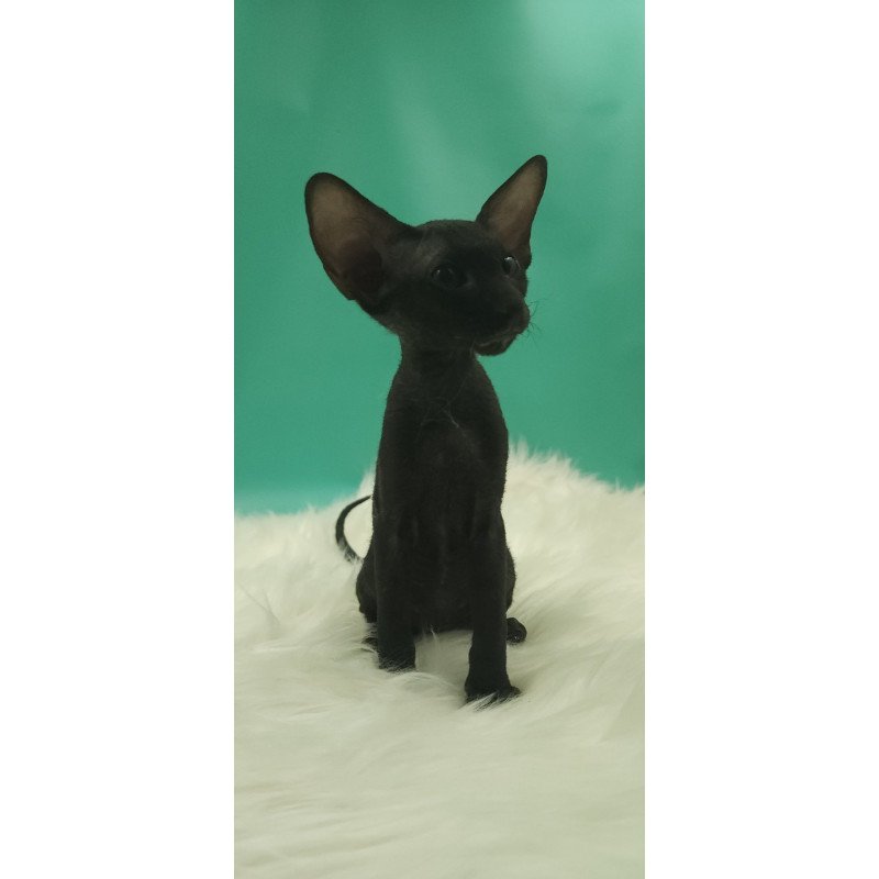 Peterbald EZ Bredgette
