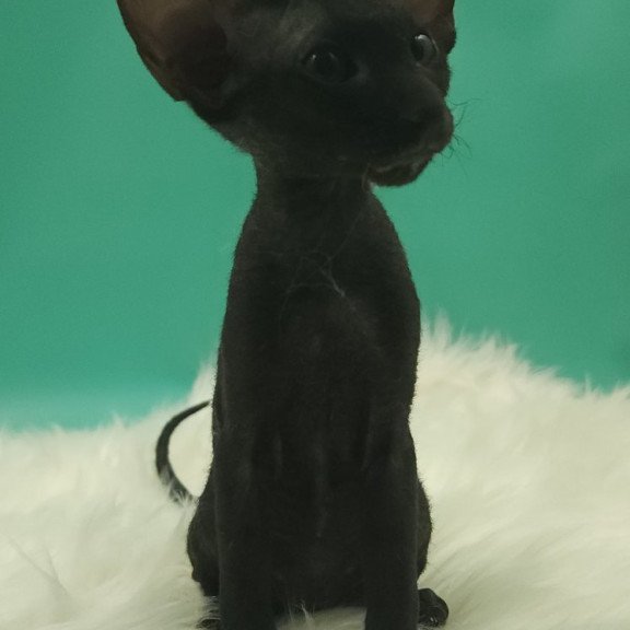 Peterbald EZ Bredgette