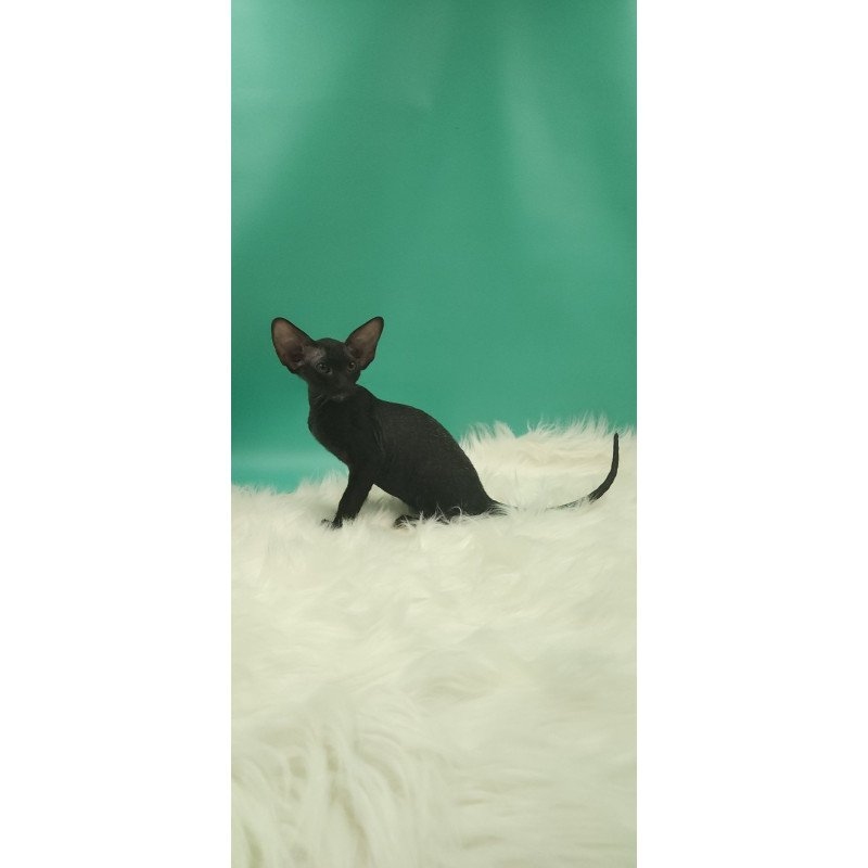 Peterbald EZ Bredgette