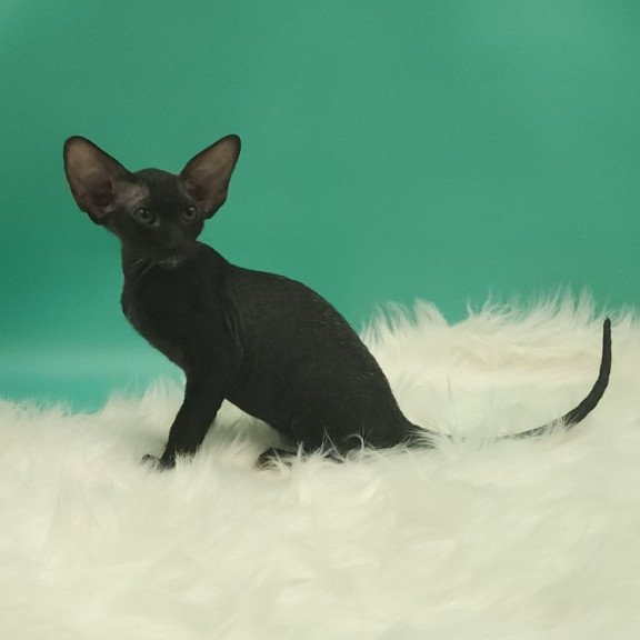 Peterbald EZ Bredgette