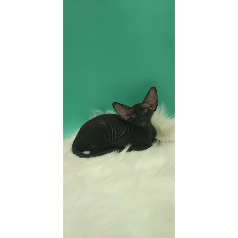 Peterbald EZ Bredgette
