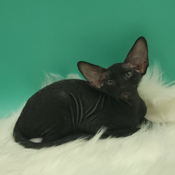 Peterbald EZ Bredgette