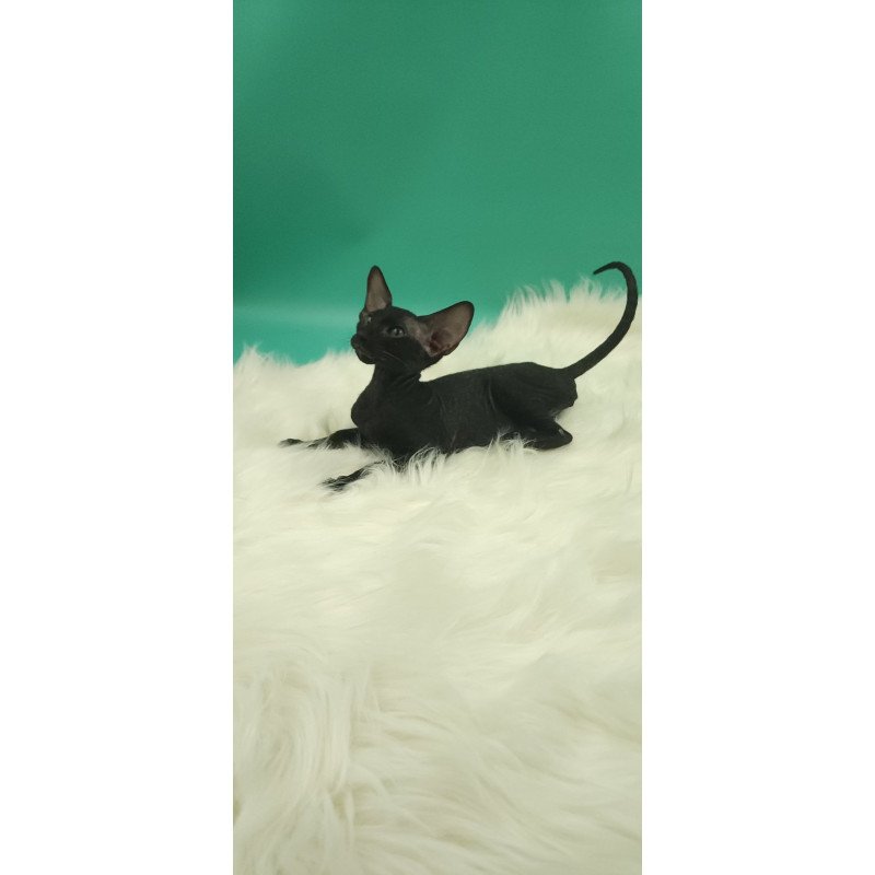 Peterbald EZ Bredgette
