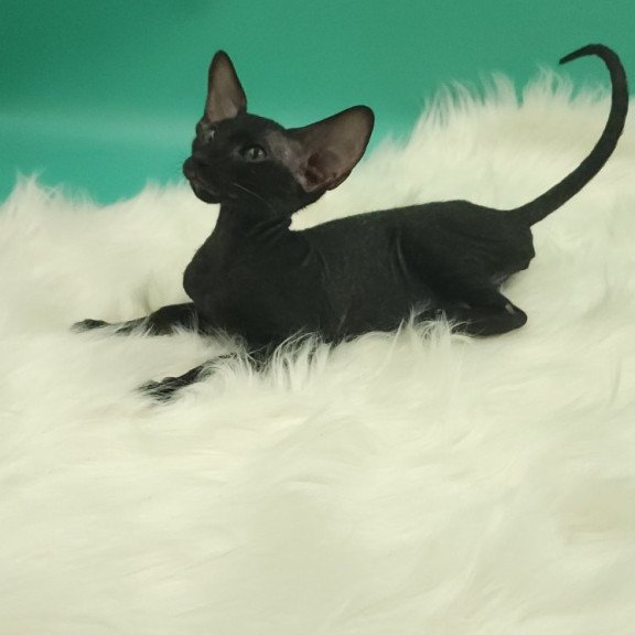 Peterbald EZ Bredgette