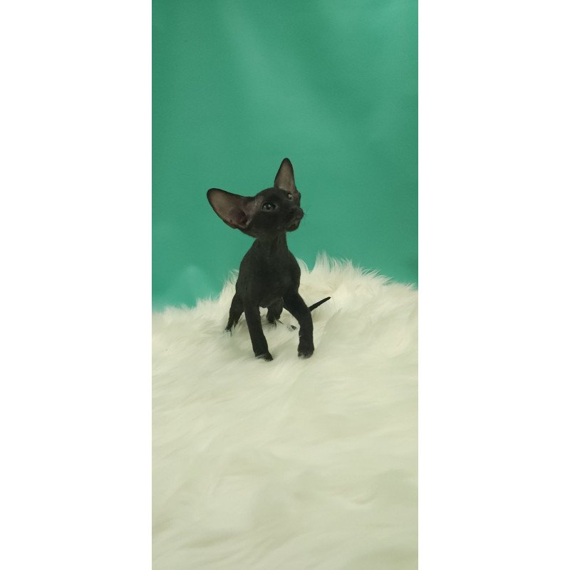 Peterbald EZ Bredgette