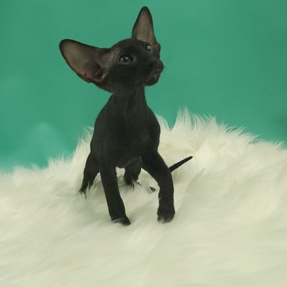 Peterbald EZ Bredgette