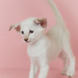 Siamese EZ Xiaomi