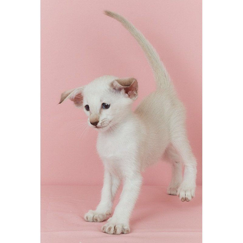 Siamese EZ Xiaomi