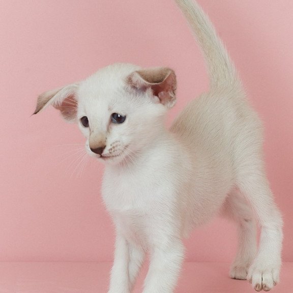 Siamese EZ Xiaomi