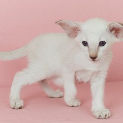 Siamese EZ Xiaomi