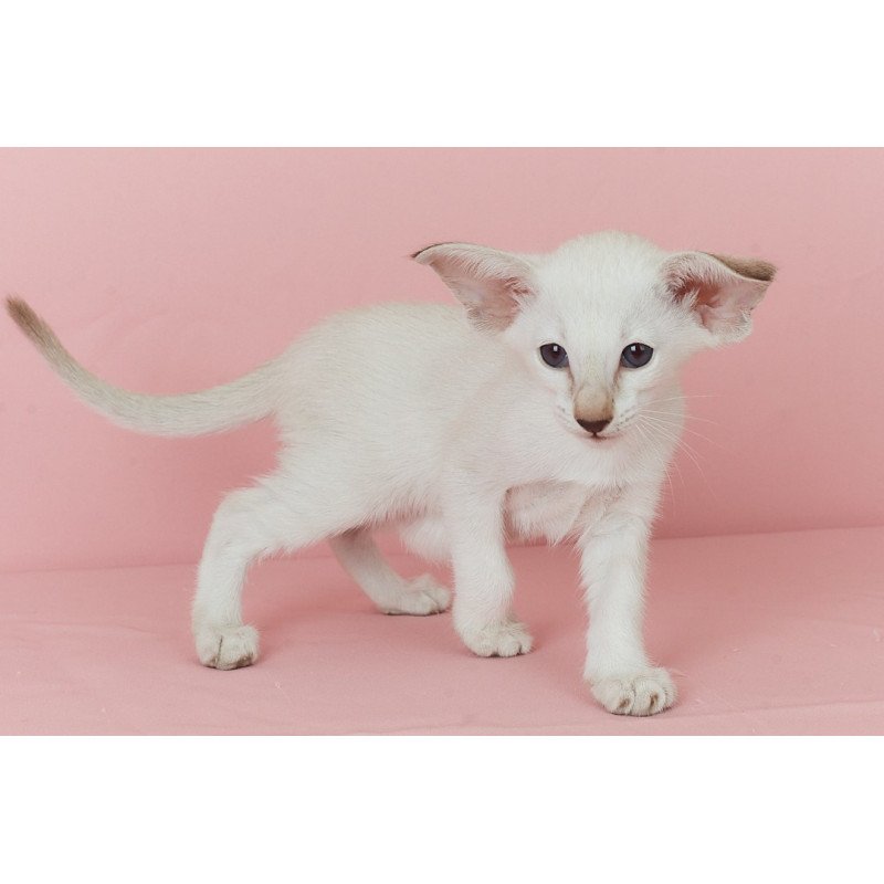 Siamese EZ Xiaomi