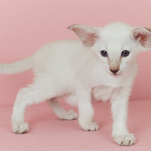 Siamese EZ Xiaomi