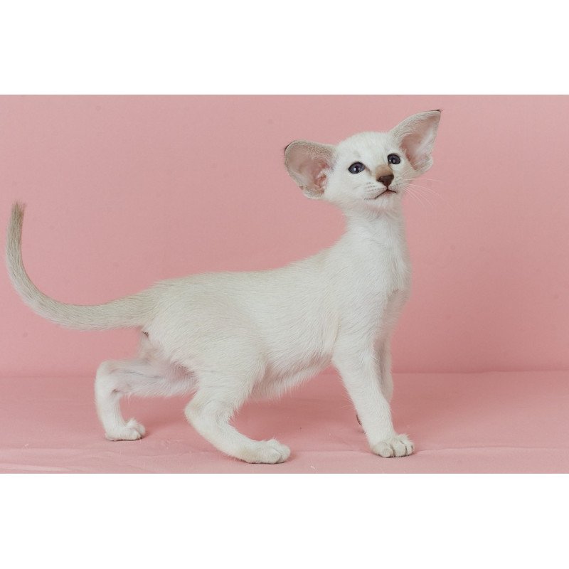 Siamese EZ Xiaomi