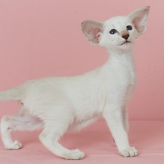 Siamese EZ Xiaomi