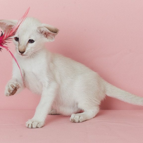 Siamese EZ Xiaomi