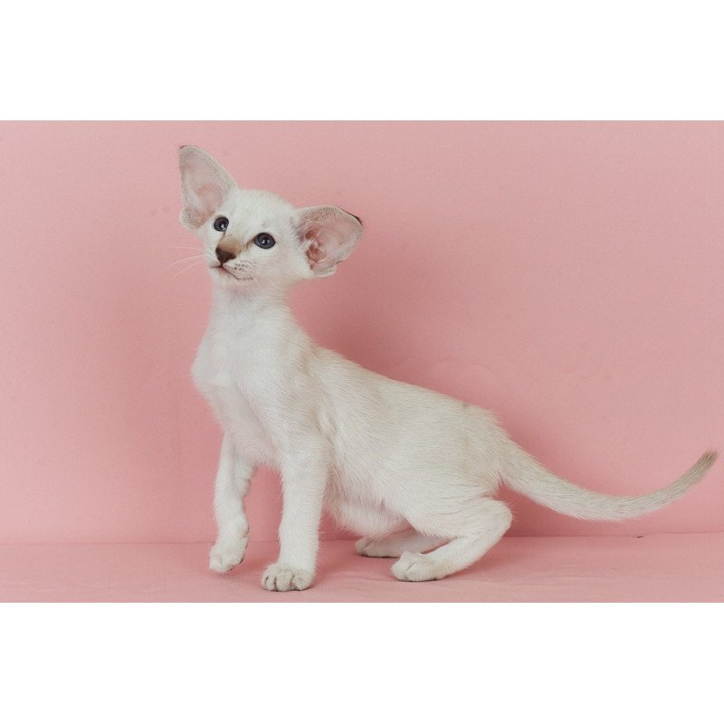 Siamese EZ Xiaomi