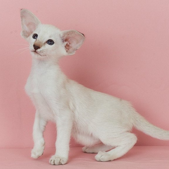 Siamese EZ Xiaomi