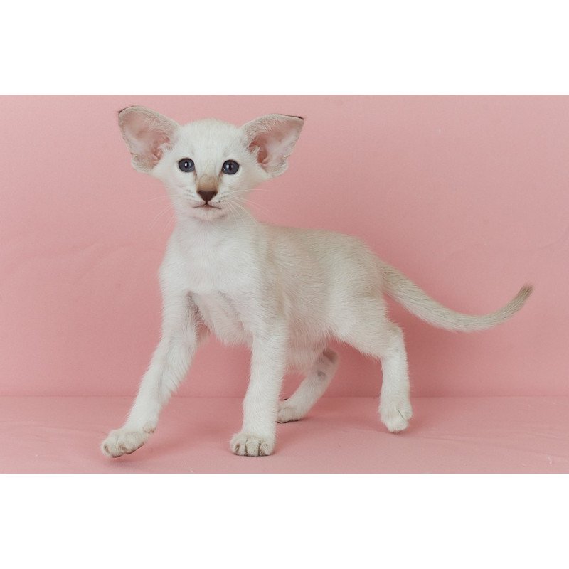 Siamese EZ Xiaomi