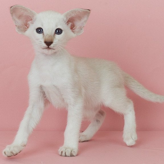 Siamese EZ Xiaomi