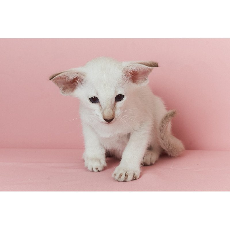 Siamese EZ Xiaomi