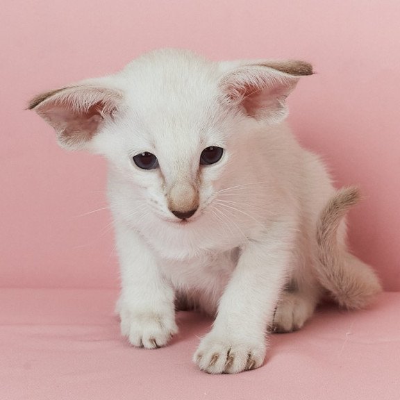 Siamese EZ Xiaomi