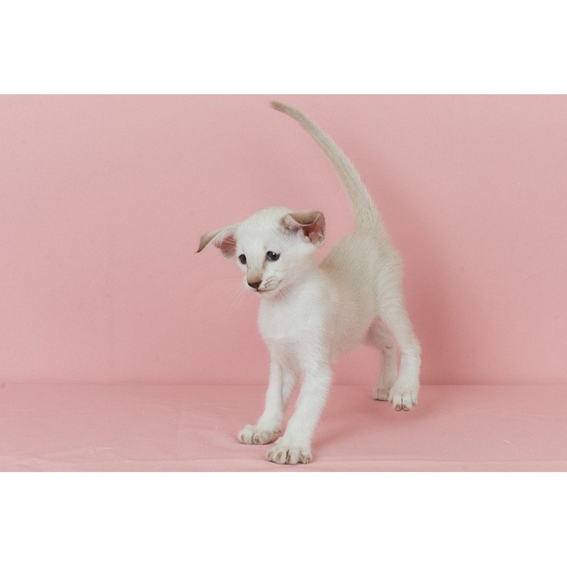 Siamese EZ Xiaomi