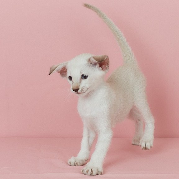 Siamese EZ Xiaomi