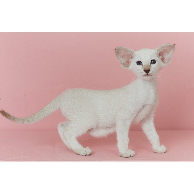 Siamese EZ Xiaomi
