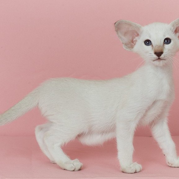 Siamese EZ Xiaomi