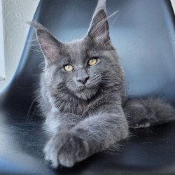 Maine Coon EZ Rurik