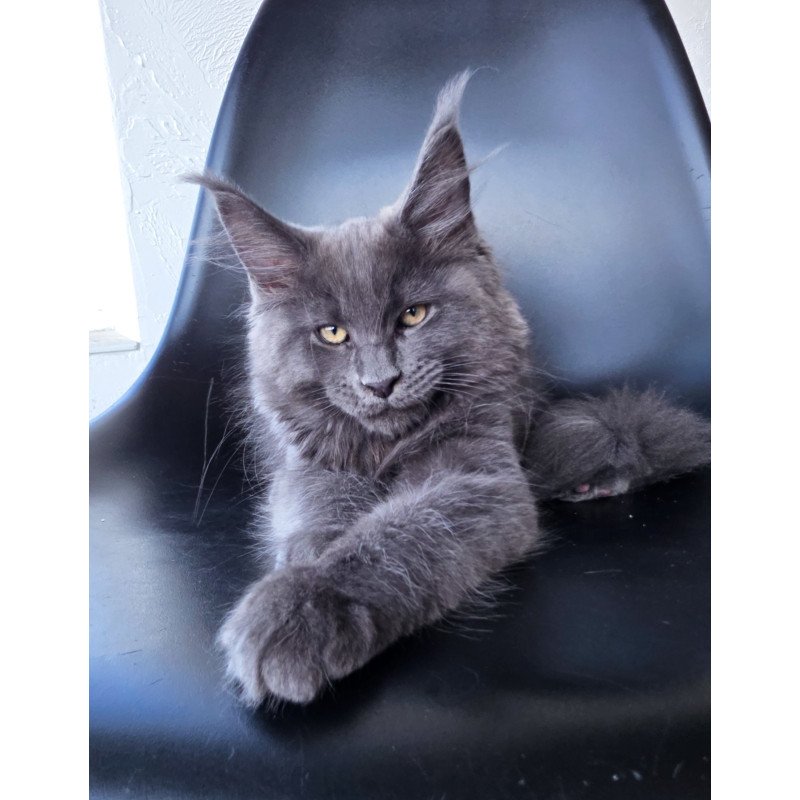 Maine Coon EZ Rurik