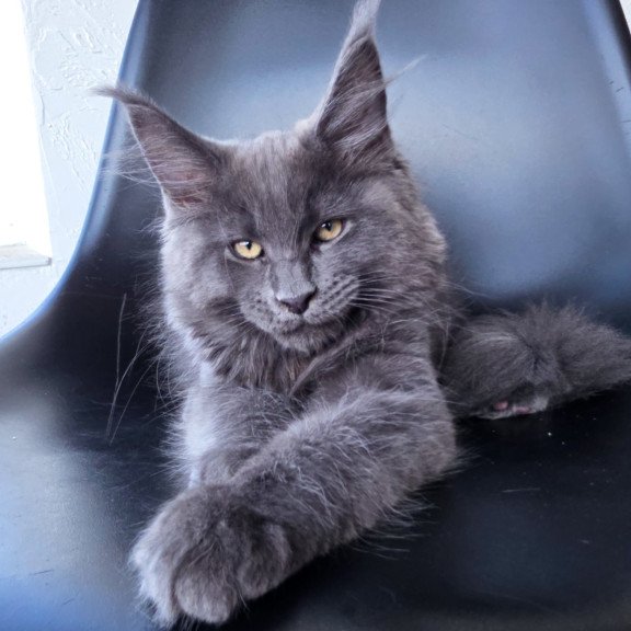 Maine Coon EZ Rurik
