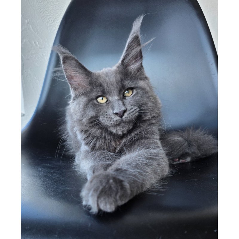 Maine Coon EZ Rurik