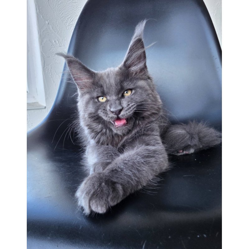 Maine Coon EZ Rurik