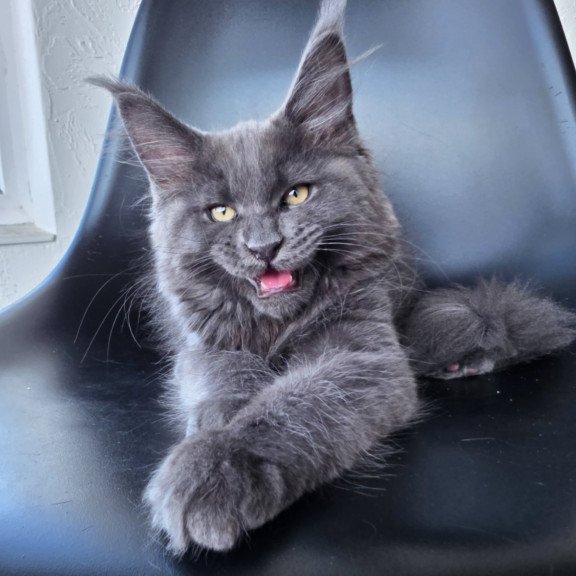 Maine Coon EZ Rurik