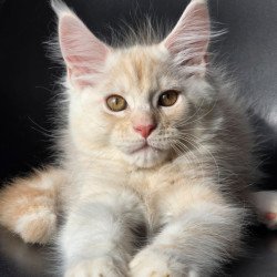 Maine Coon EZ Richelieu
