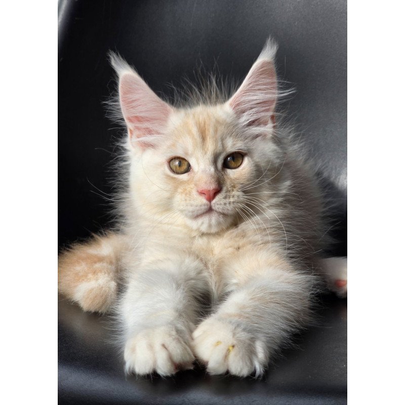 Maine Coon EZ Richelieu