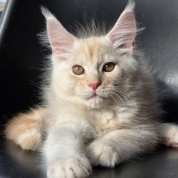 Maine Coon EZ Richelieu