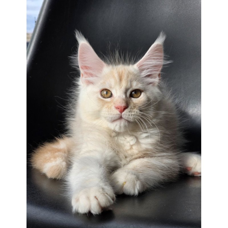 Maine Coon EZ Richelieu