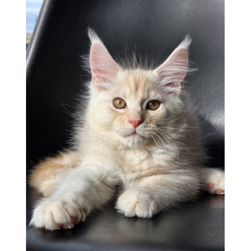 Maine Coon EZ Richelieu