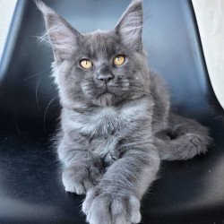 Maine Coon EZ Randolf