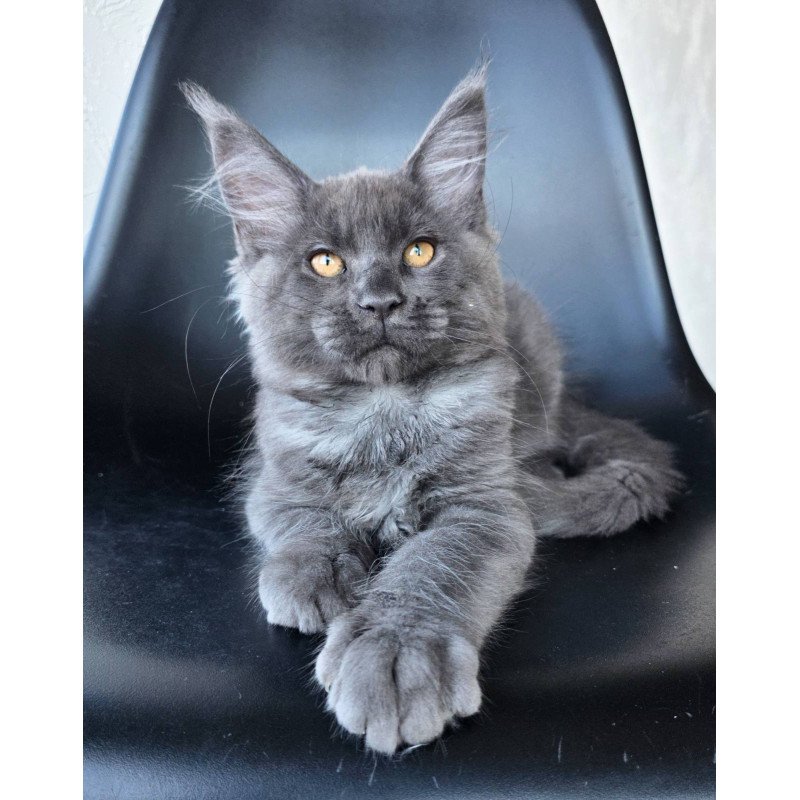 Maine Coon EZ Randolf