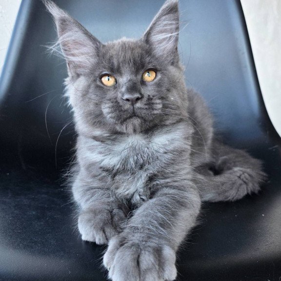 Maine Coon EZ Randolf